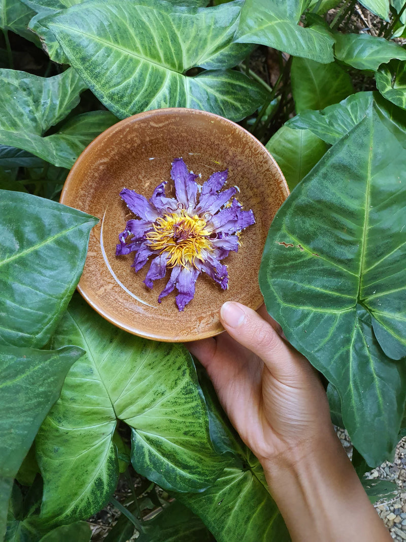 Blue Lilly Healing- Blue Lily Tea